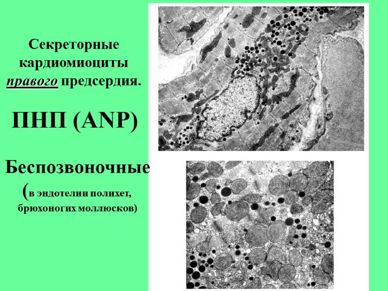 Секреторные кардиомиоциты правого предсердия.  ПНП (ANP) Беспозвоночные (в эндотелии полихет,  брюхоногих моллюсков)